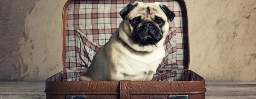 Pet Relocation | LetsMoveIndonesia